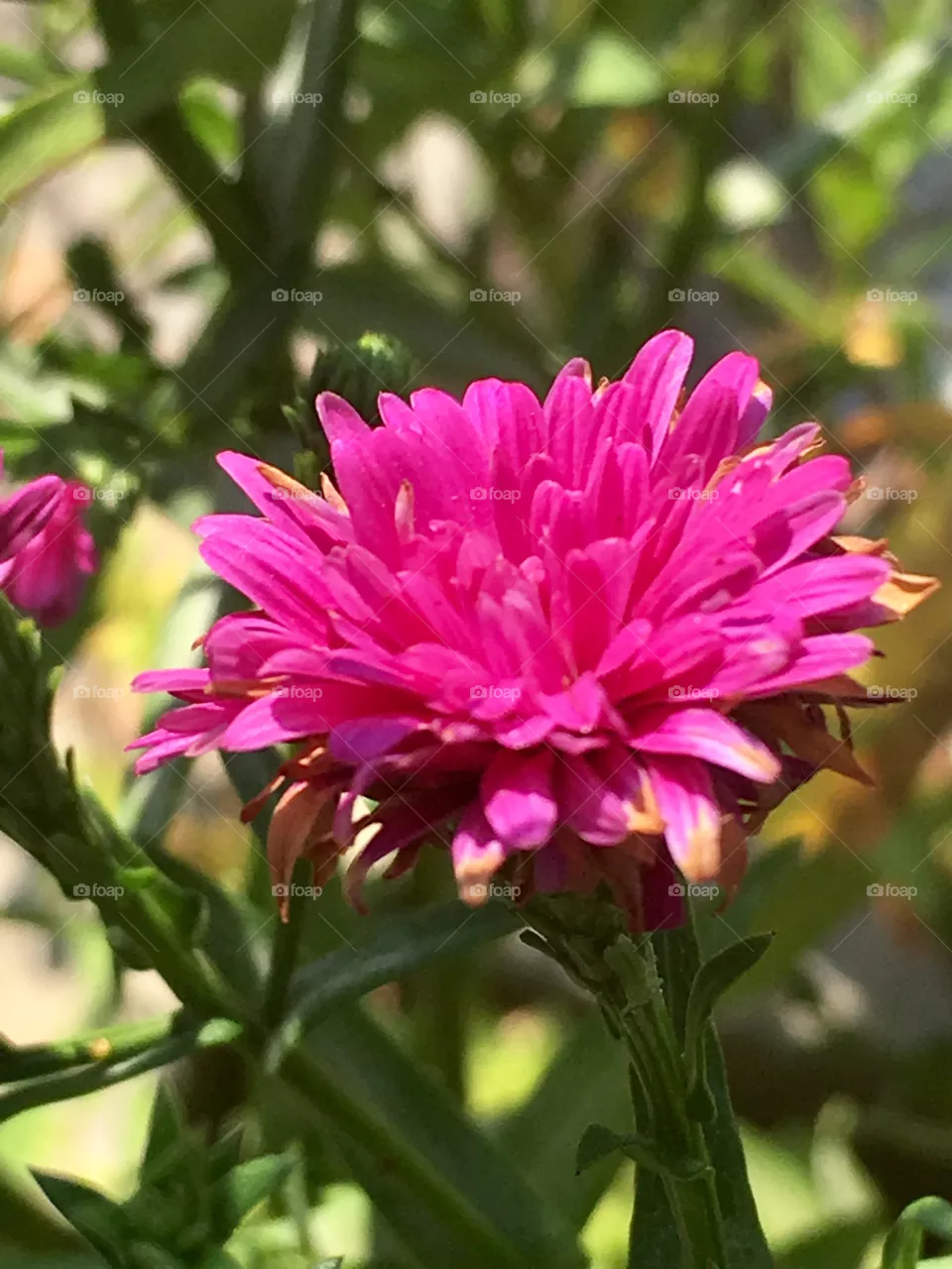 Fuxia