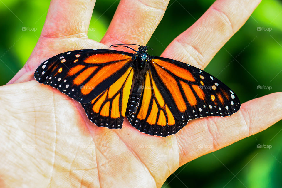 Backyard Gardening Holding Monarch Butterfly