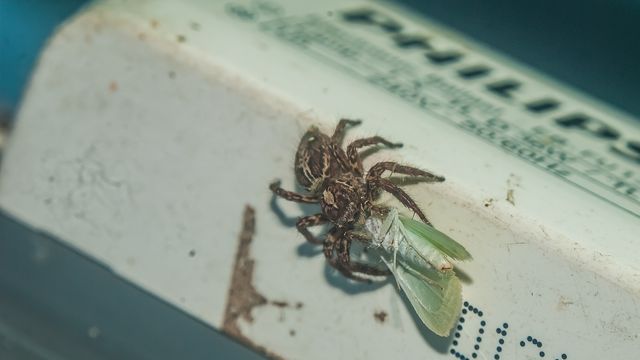 beautiful macro shot 