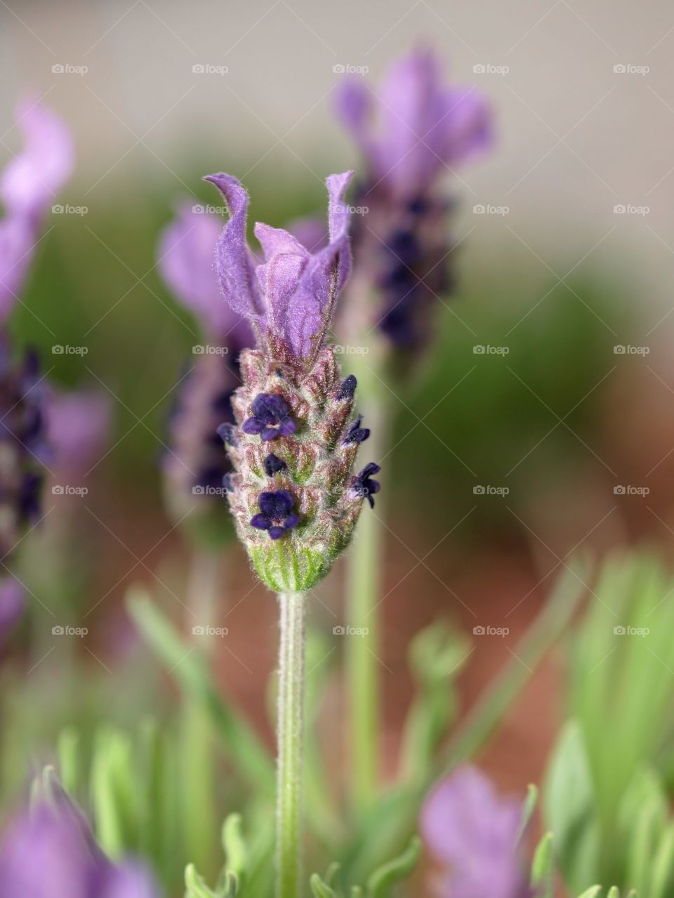 Fragrant lavender 