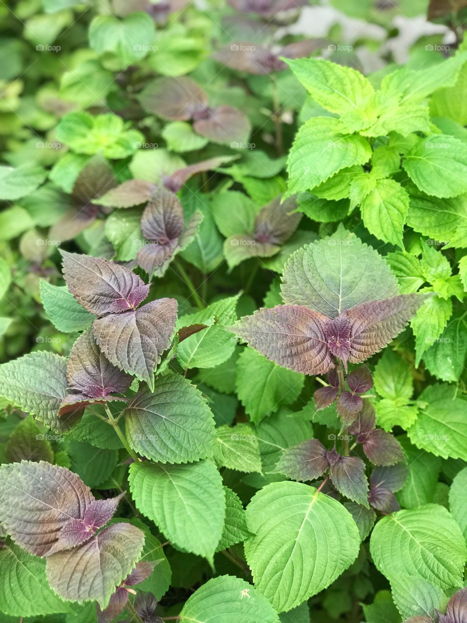 Shiso