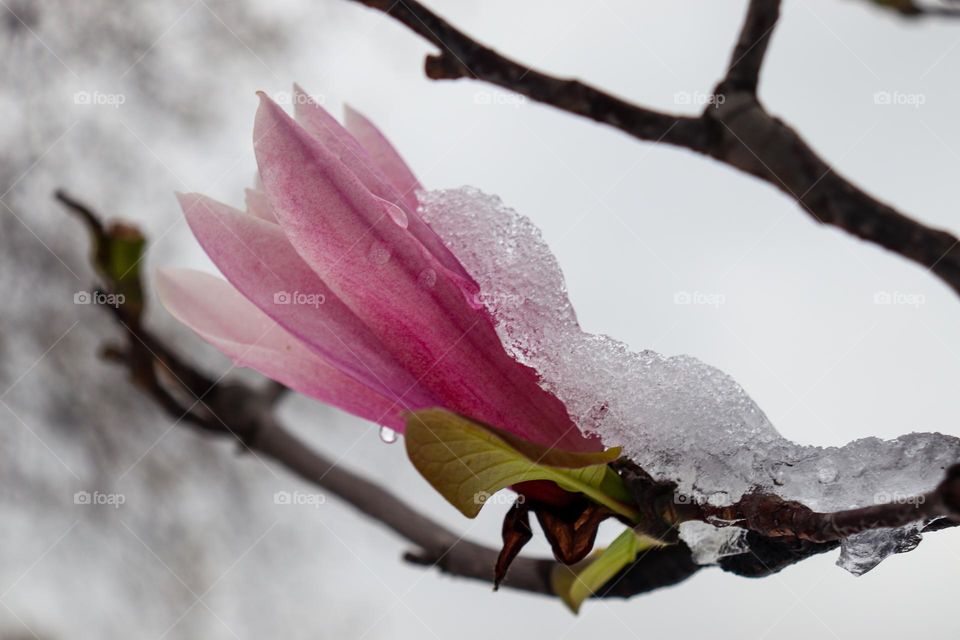 magnolia flower under spring snow