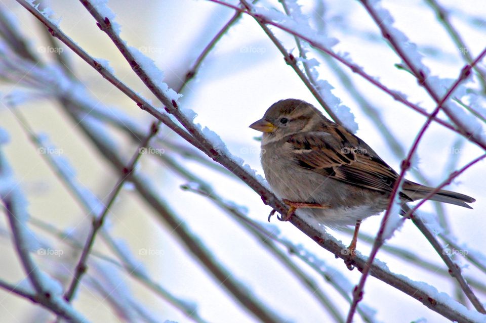 Bird resting briefly on a cold winter’s day.