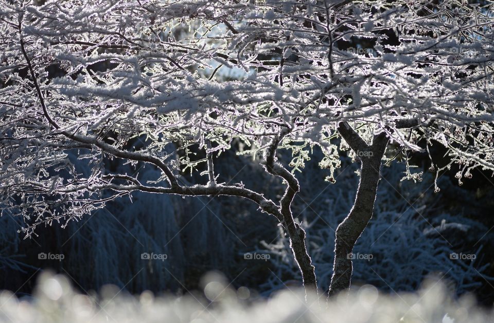 Frost covered tree in the sun. Frost covered tree backlit by the sun creating a beautiful effect.