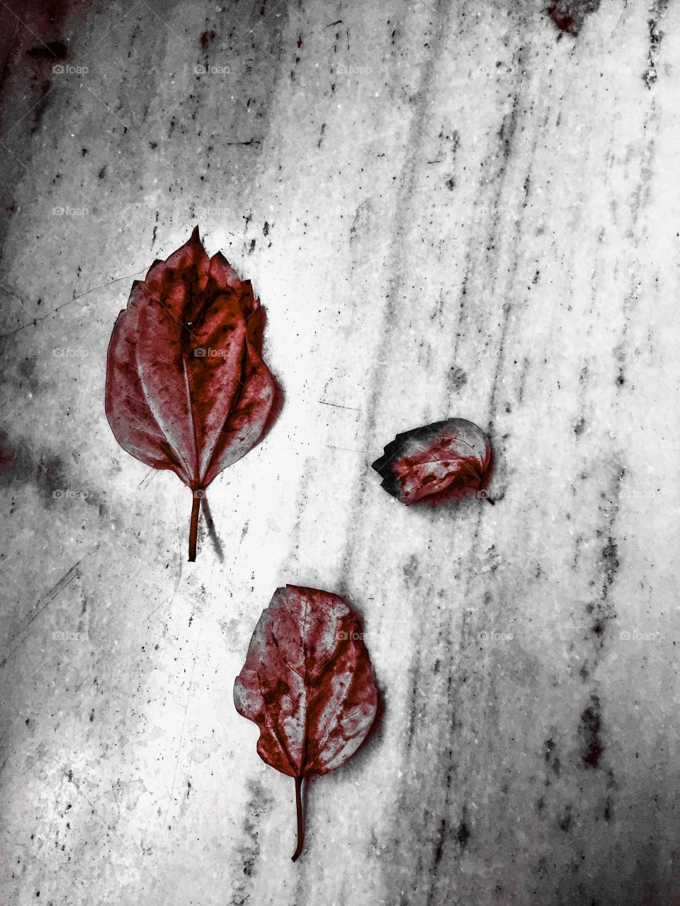 Dried leaves 🍁
