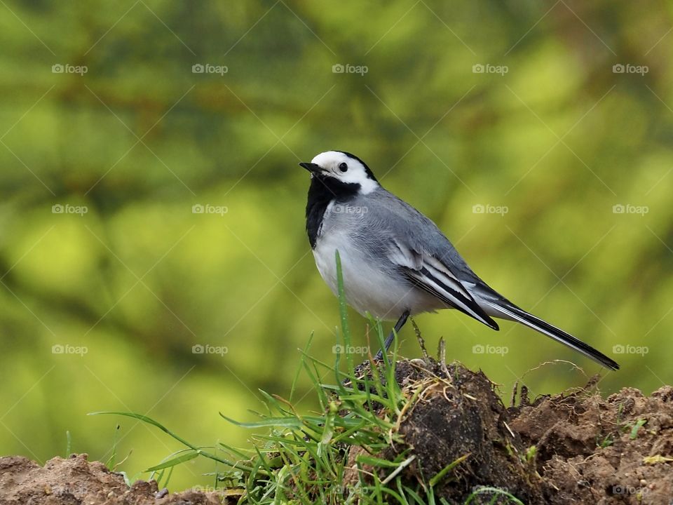 White wagtail on the green grass