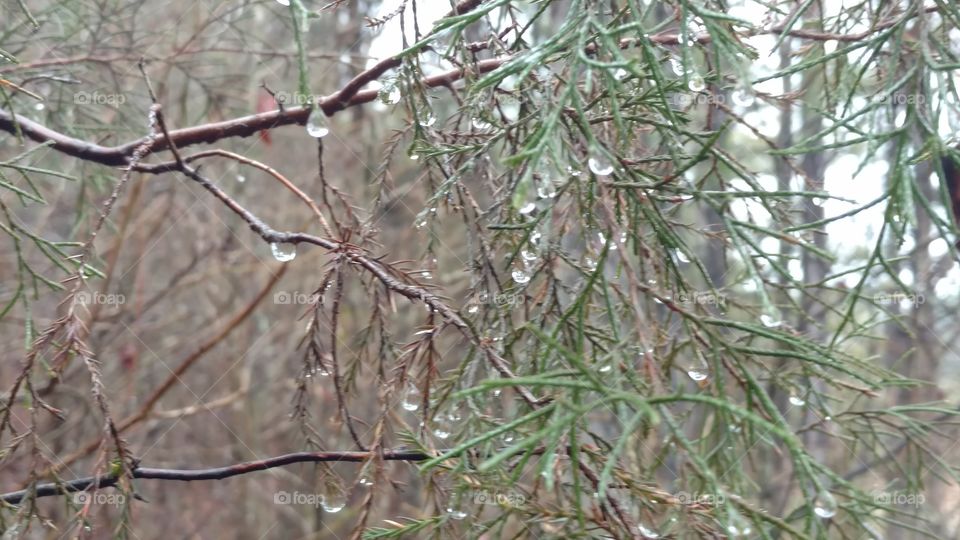 Nature, Tree, Branch, No Person, Outdoors