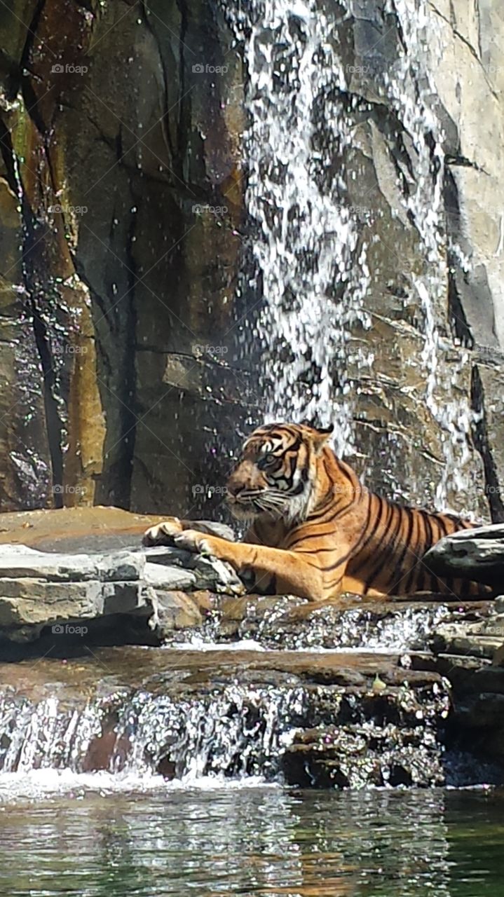 tiger under waterfall