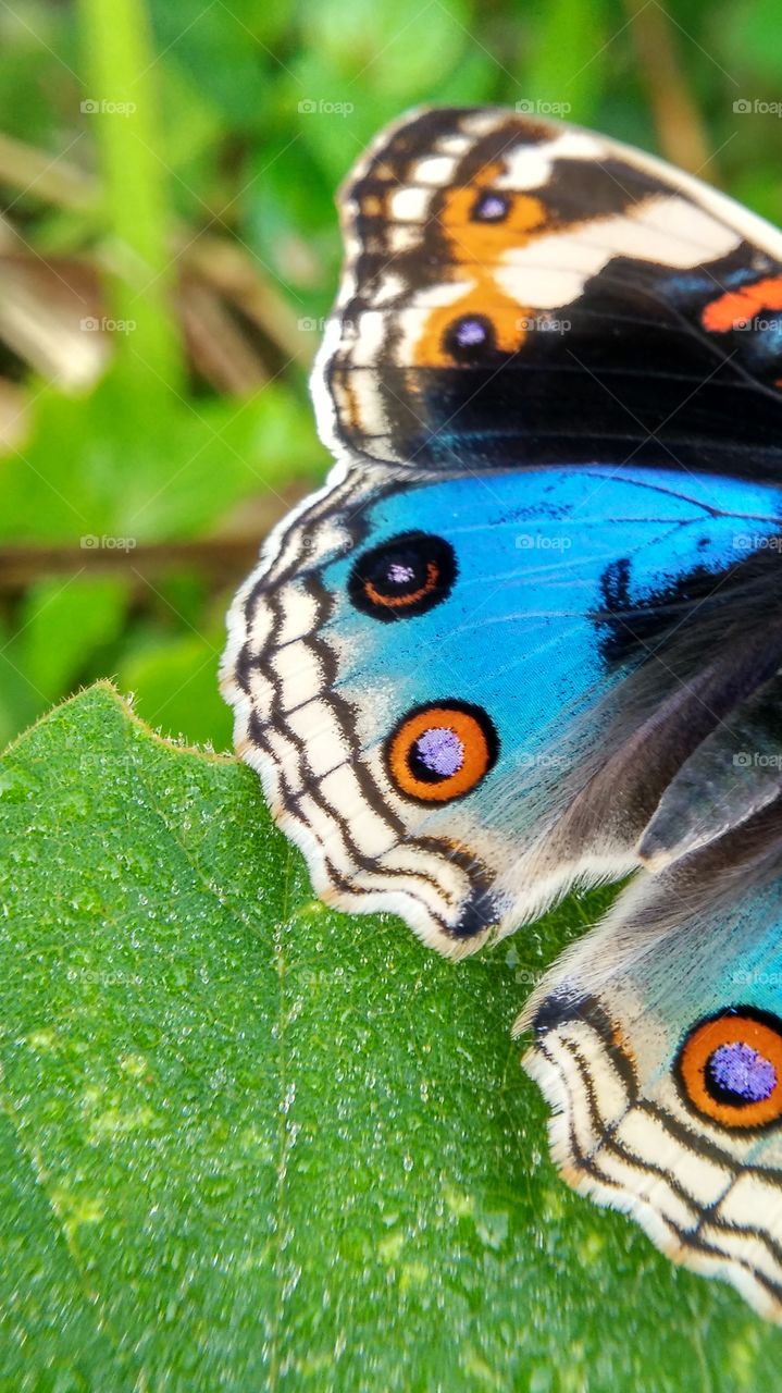 butterfly