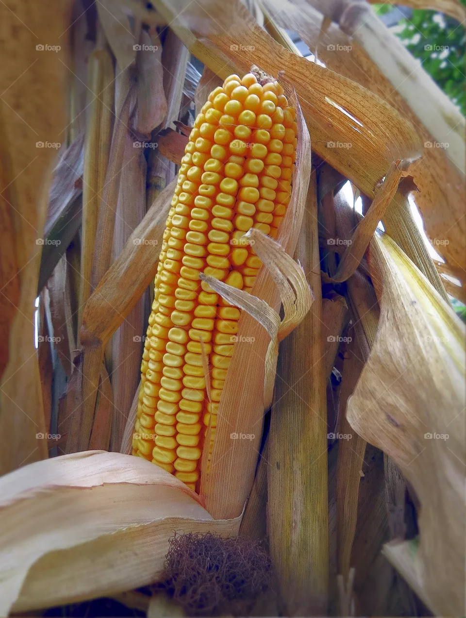 Harvest