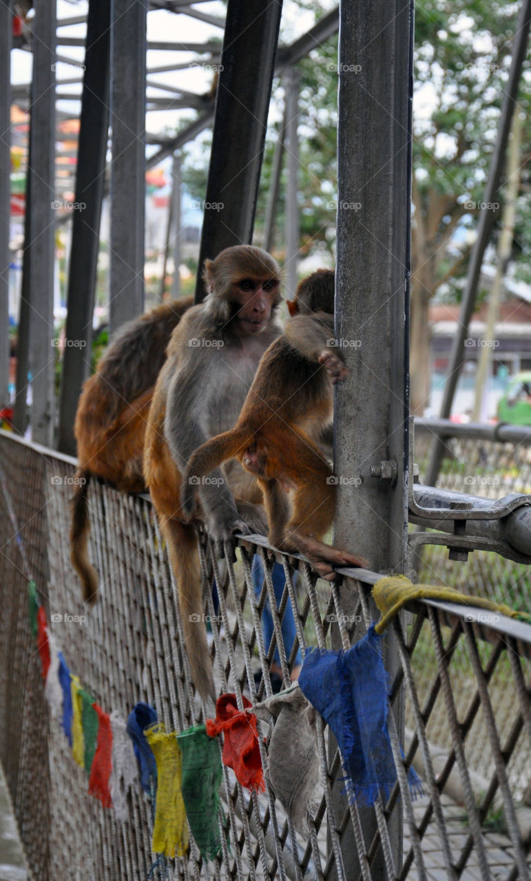 monkeys in Nepal