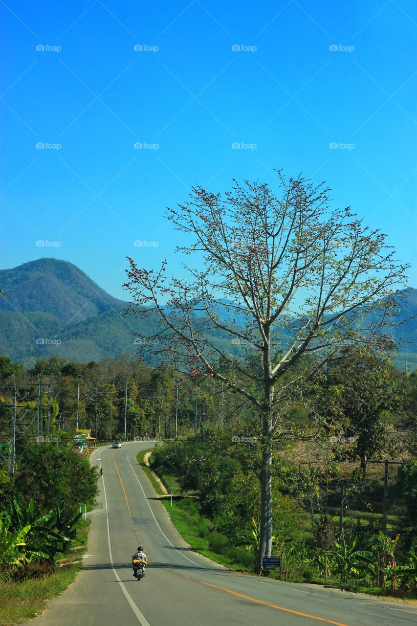 Big tall trees on the roadside look strikingly beautiful.  The route during the journey within the beautiful nature of the countryside.