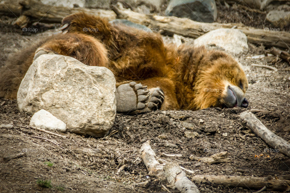 Close-up of sleepy bear