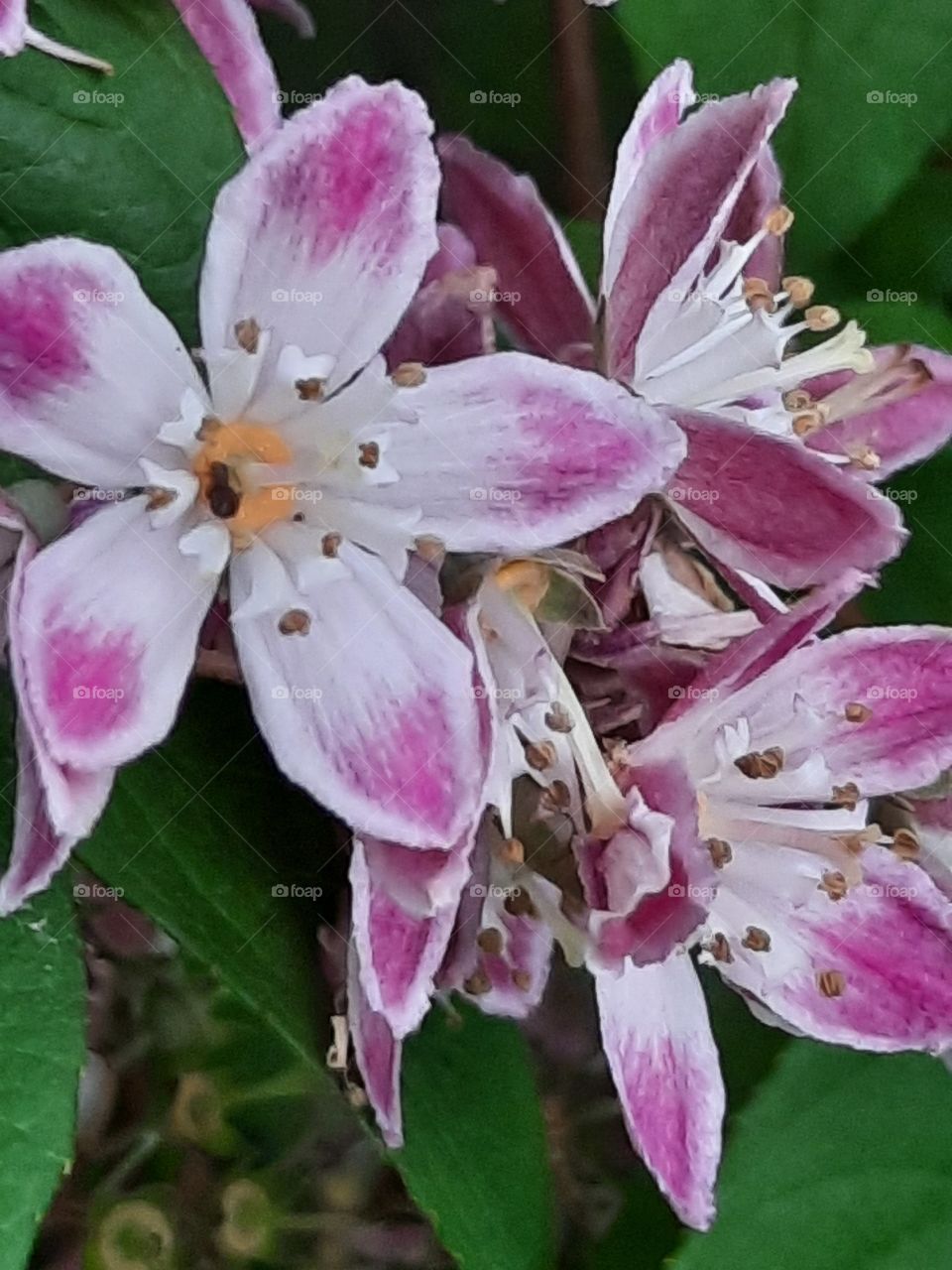 pink Deutzia flowers in summer garden