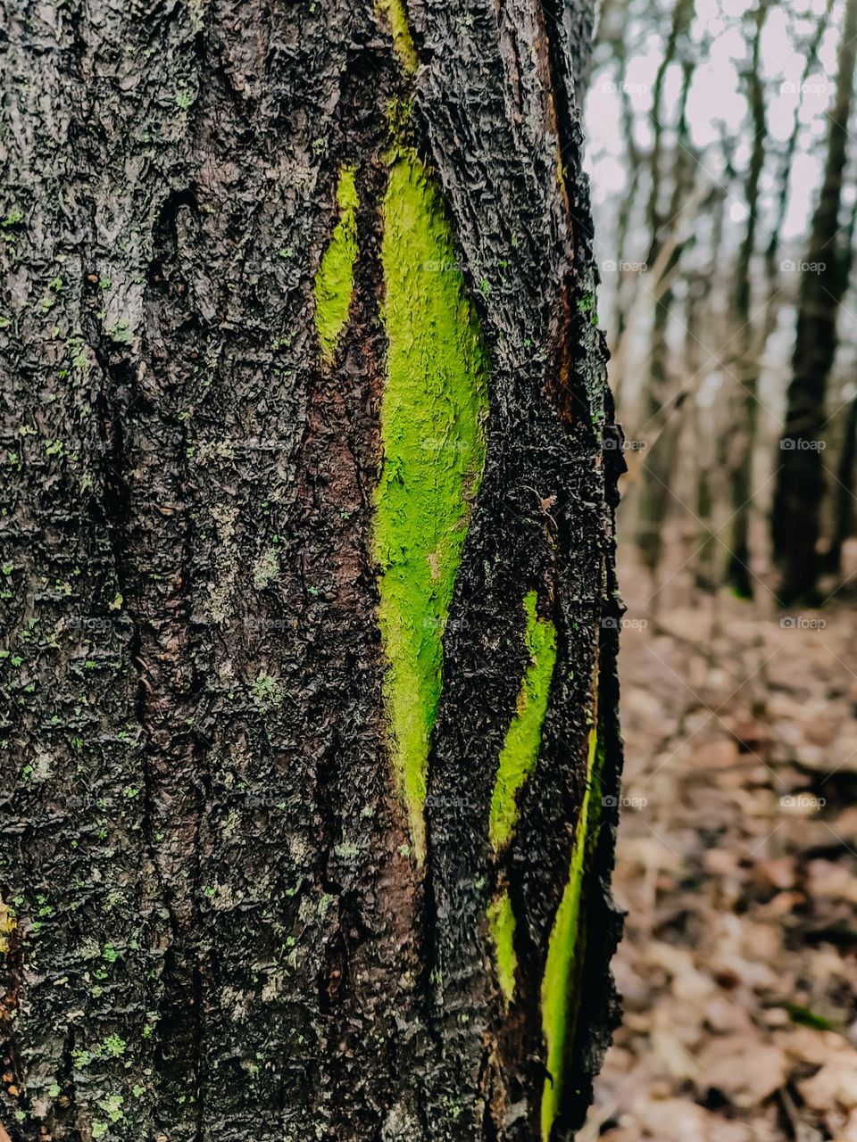 Tree trunk with bright green lichen under the bark in autumn forest, wooden texture, nature details, outdoors
