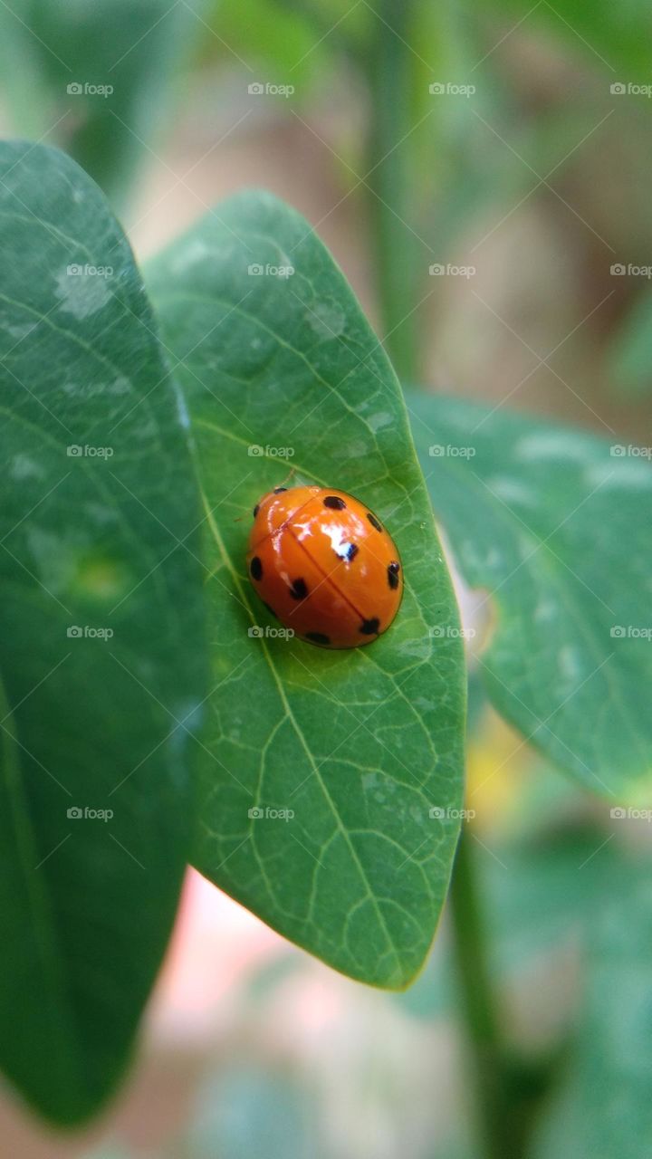 Insect Coelophora inaequalis perched on the leaves
