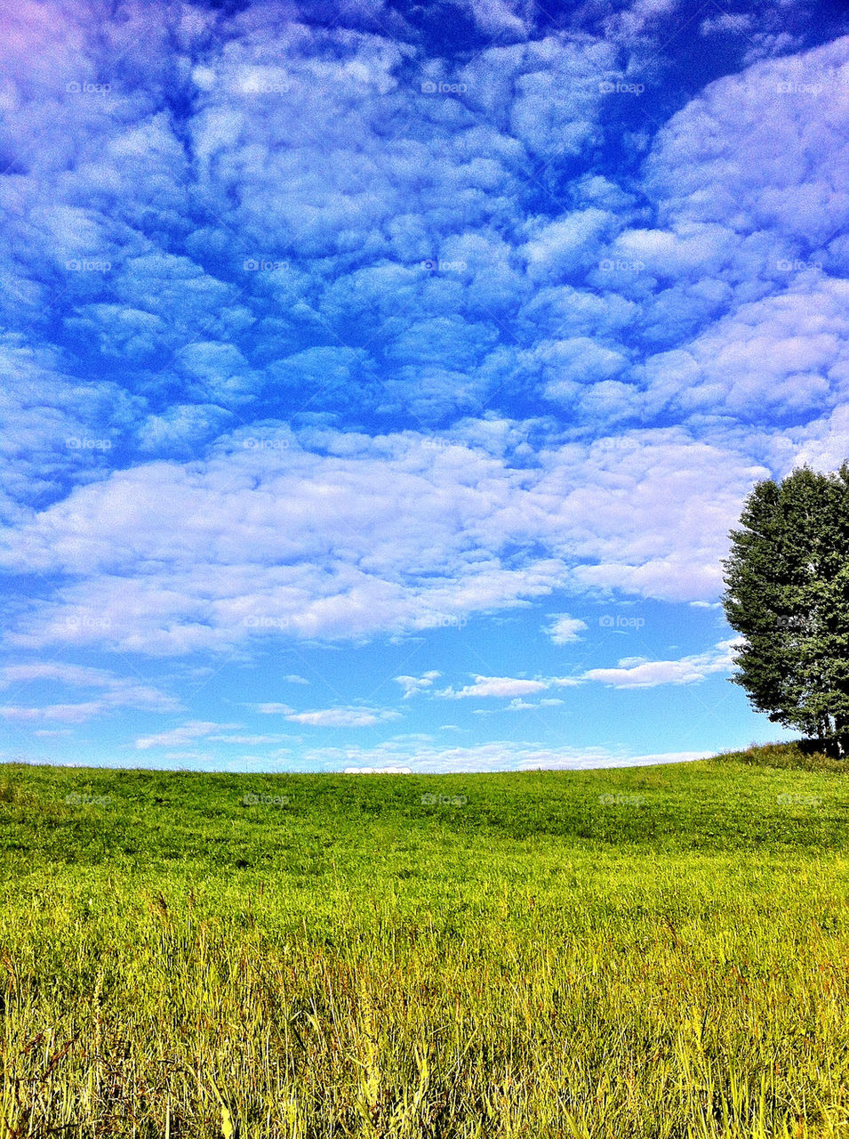 sommar träd himmel moln by ka71