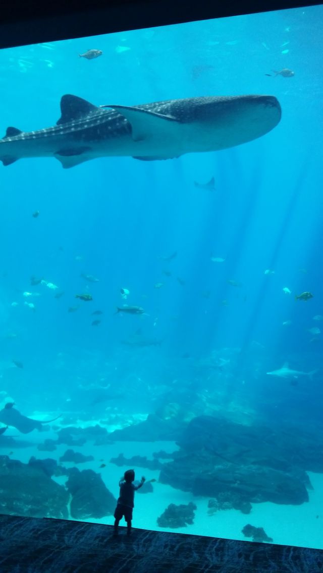 boy vs whale shark