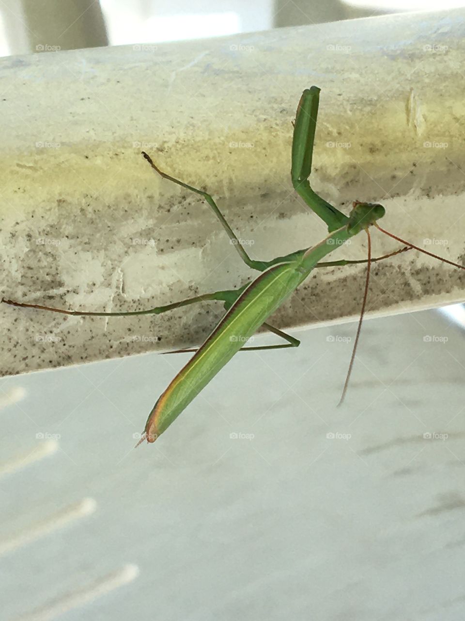 Praying mantis in position of praying 