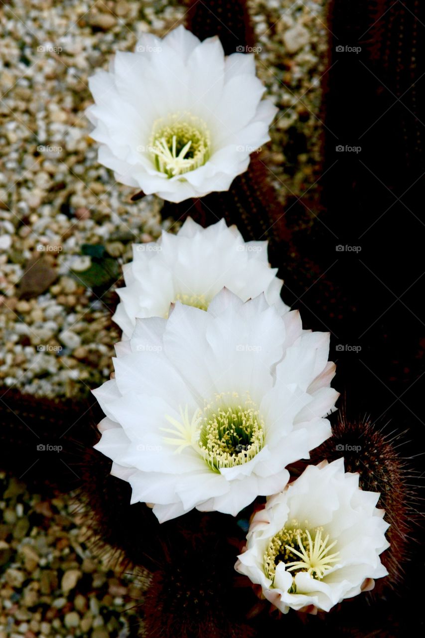 Cactus flowers 