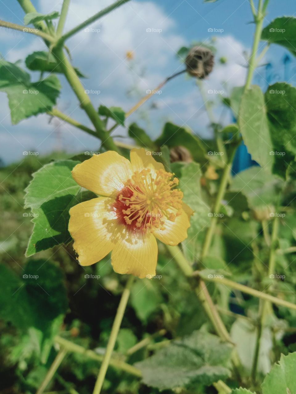 ravarma VanguvO  / Indian Mallow / Earth Pedia  / Abutilon Indicum  / Yellow Flower