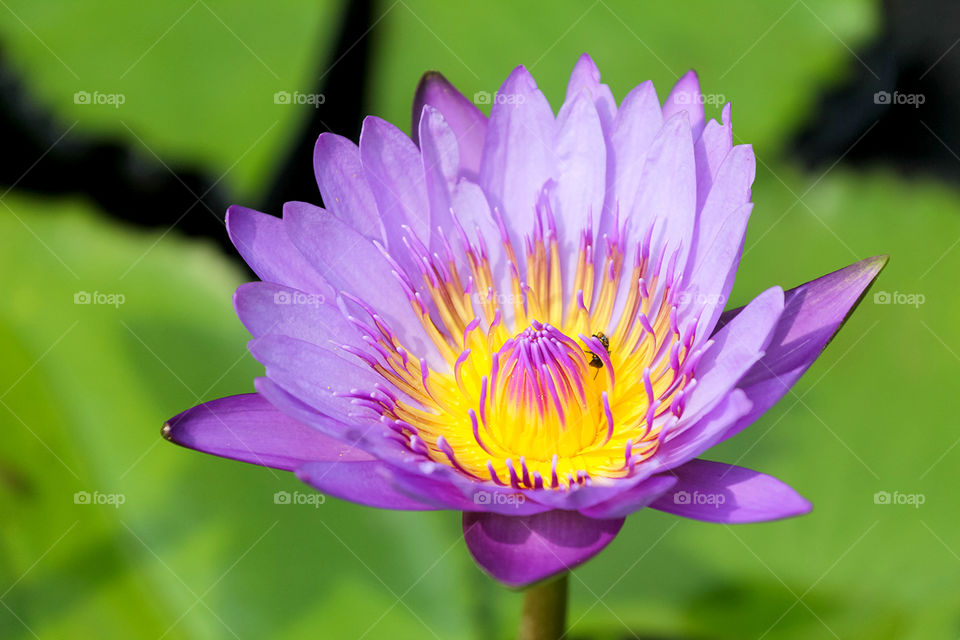 Lotus flower color purple
