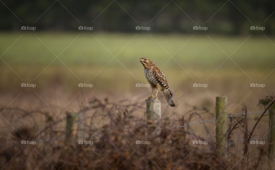 Hawk perching on fence post