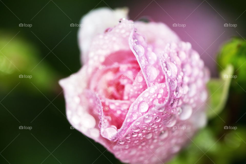 My pink rose after rain. Love the water droplets