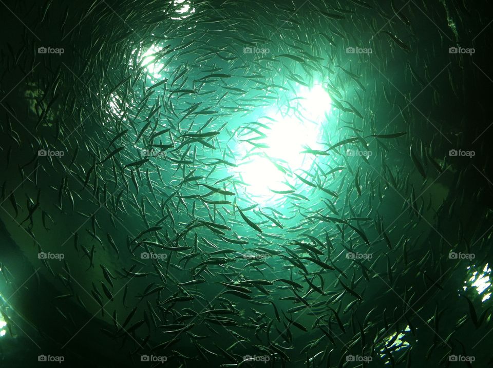 cluster of fish in aquarium