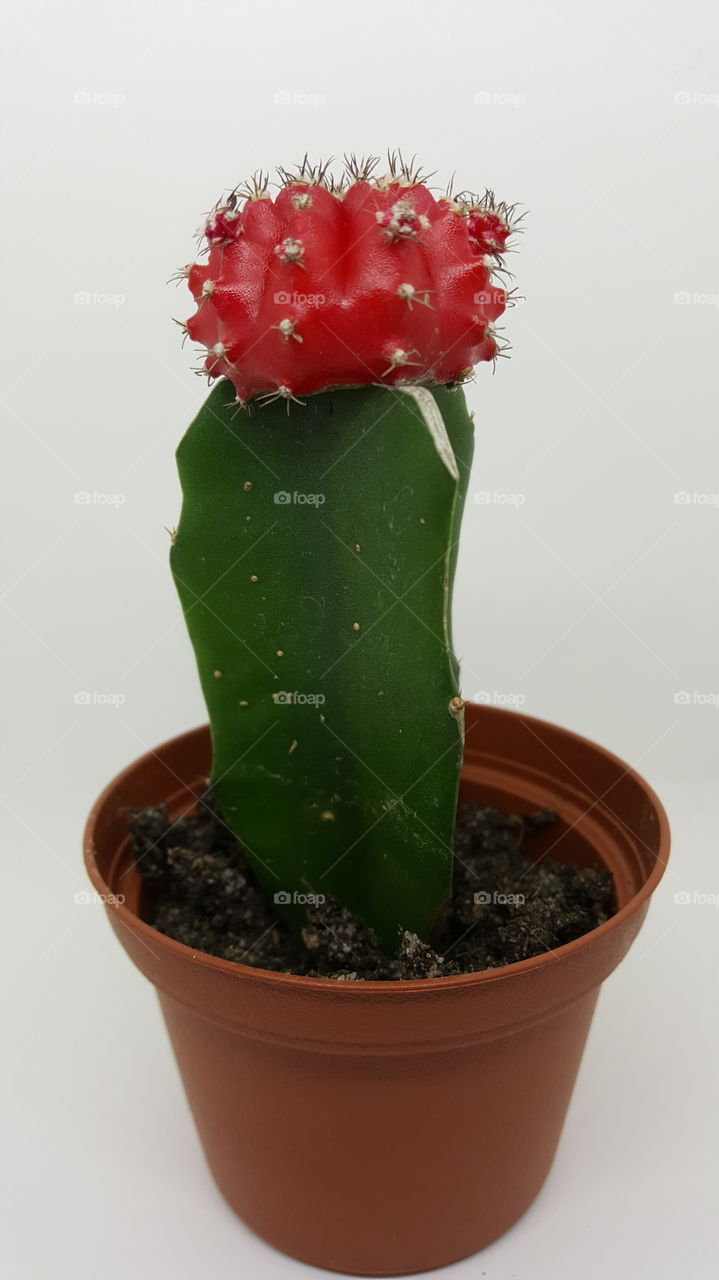 Red Cacti