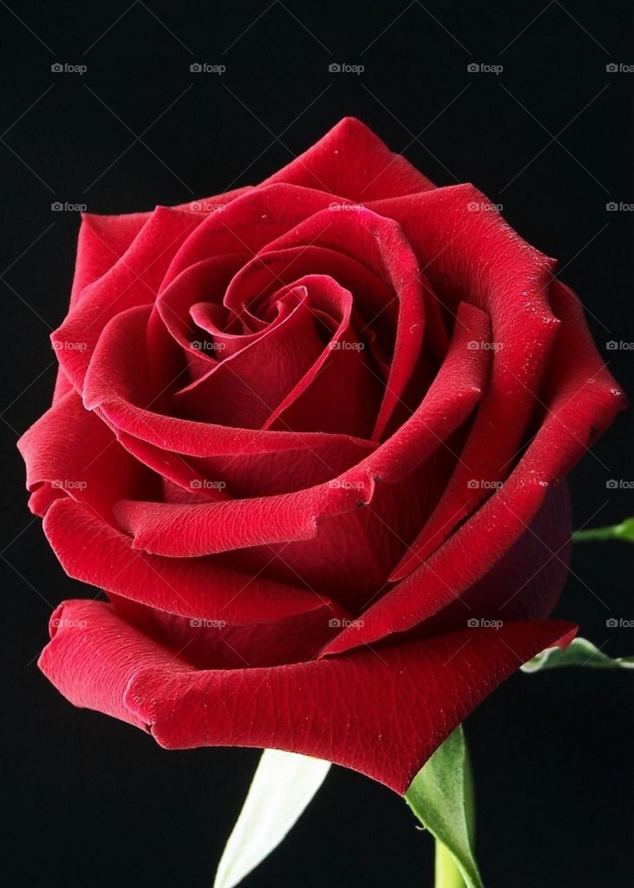 A red rose with a dark and moody background with deep red colours and small details. dark red rose in the sunlight on a natural red background.
Red floral bouquet. Burgundy rose flower, vintage roses bouquets.