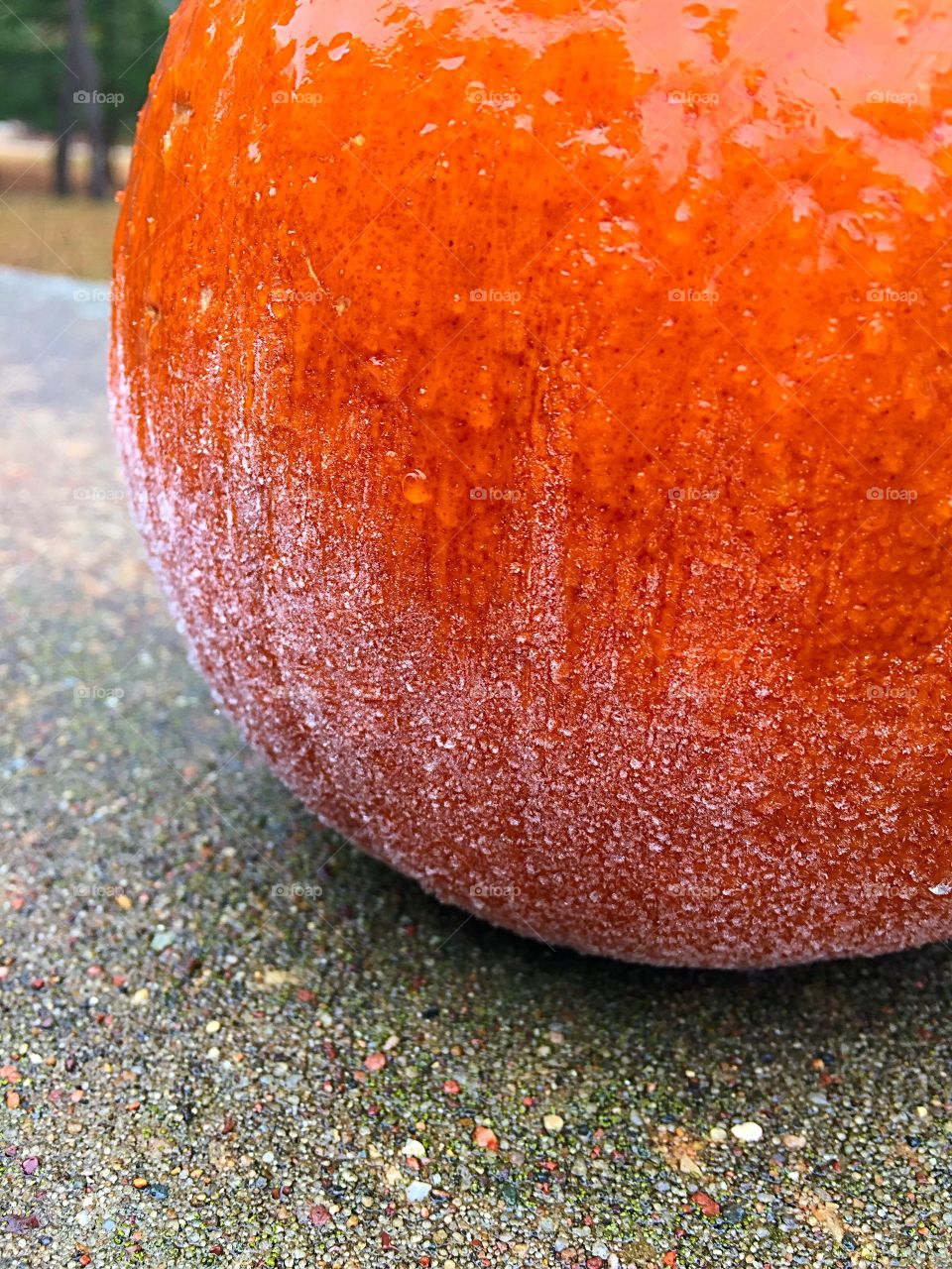 Frosty Pumpkin