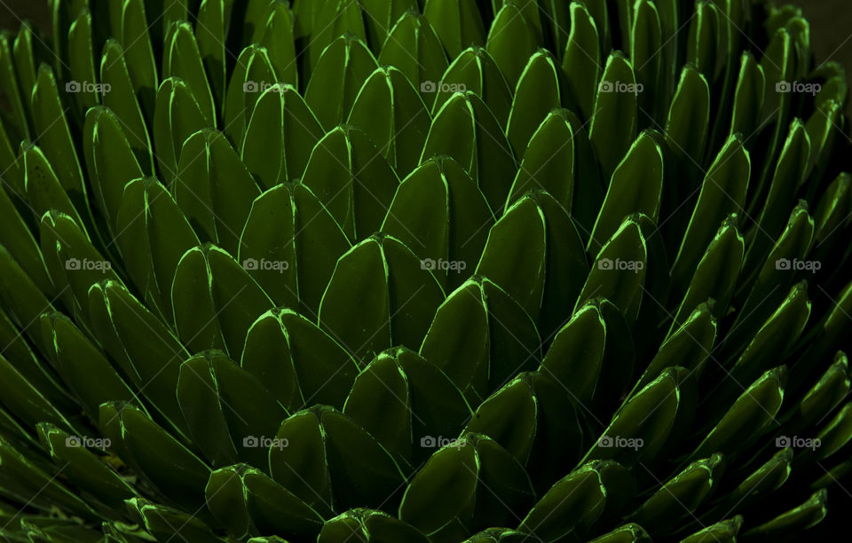 Illuminated Cactus on the Canary Islands.