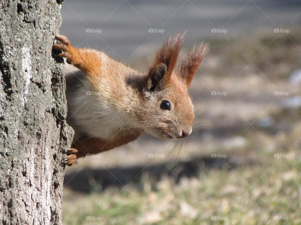 Curious squirrel on a tree