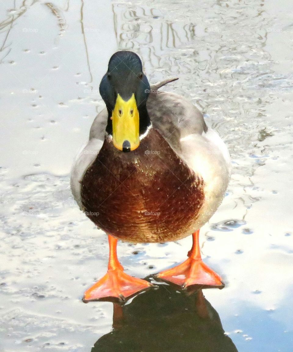 duck on the rocks