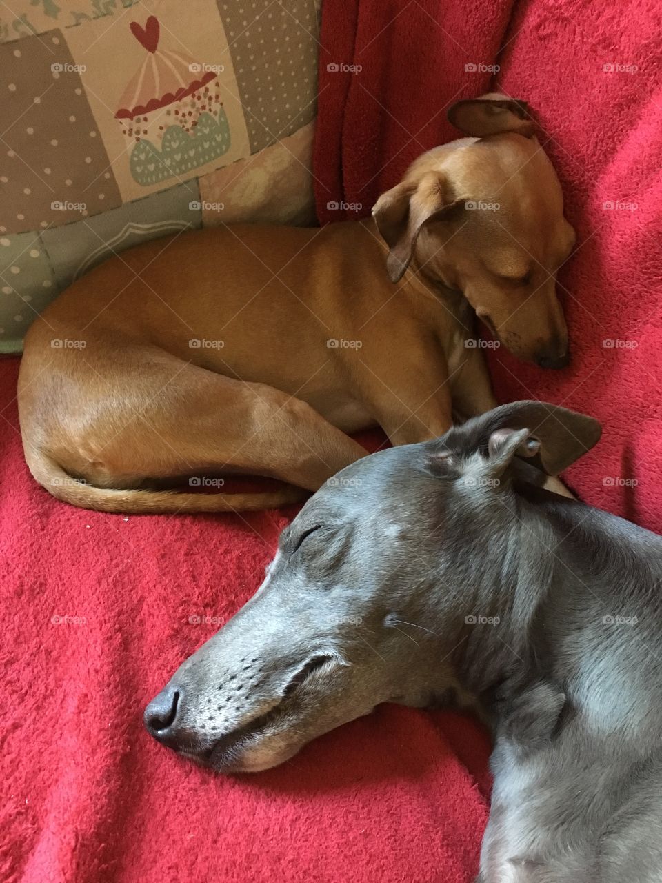 Amber the Italian greyhound puppy and Libby the whippet cuddled up asleep together 