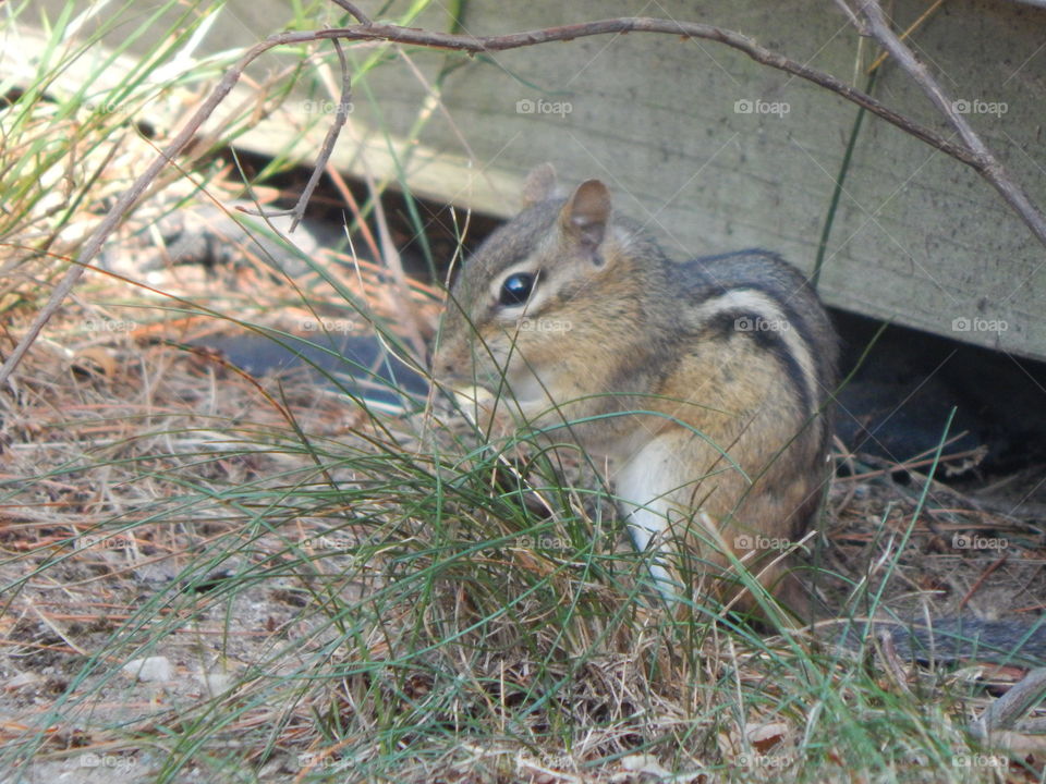 Chipmunk - better known in my house as munk-a-munk