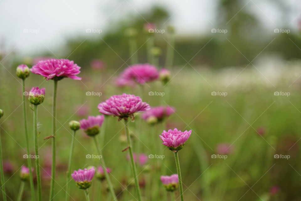 Nature, Flower, Summer, Flora, Field