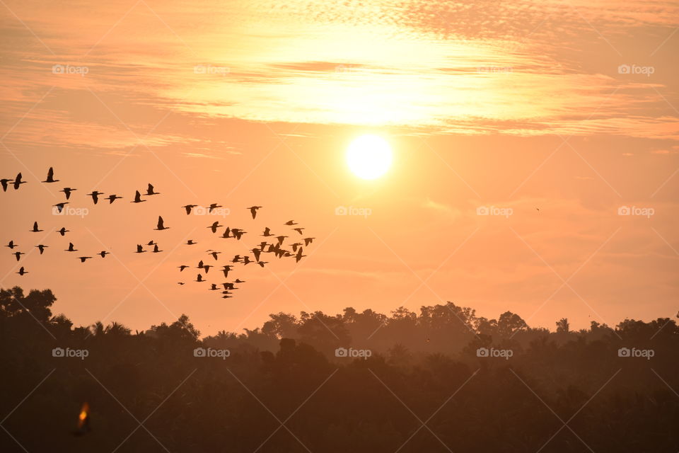 a flock of birds flying front of sunset