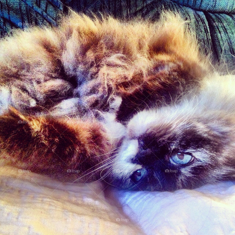 cat cute kitty adorable by stykellee