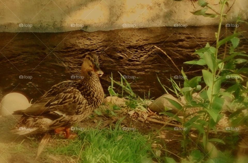 Spring duck looking for safe home