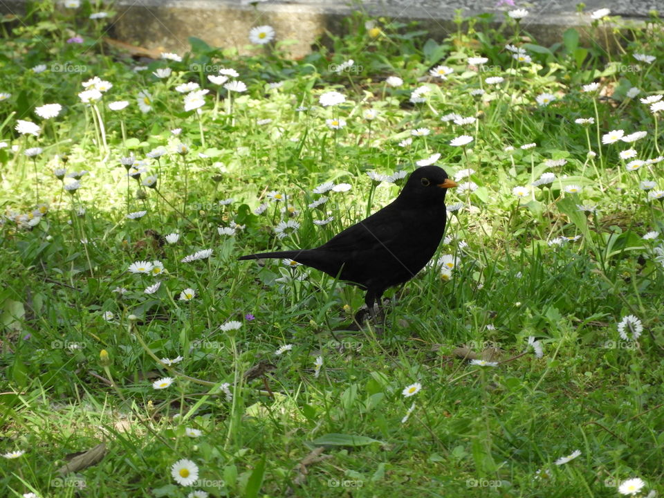 Black bird