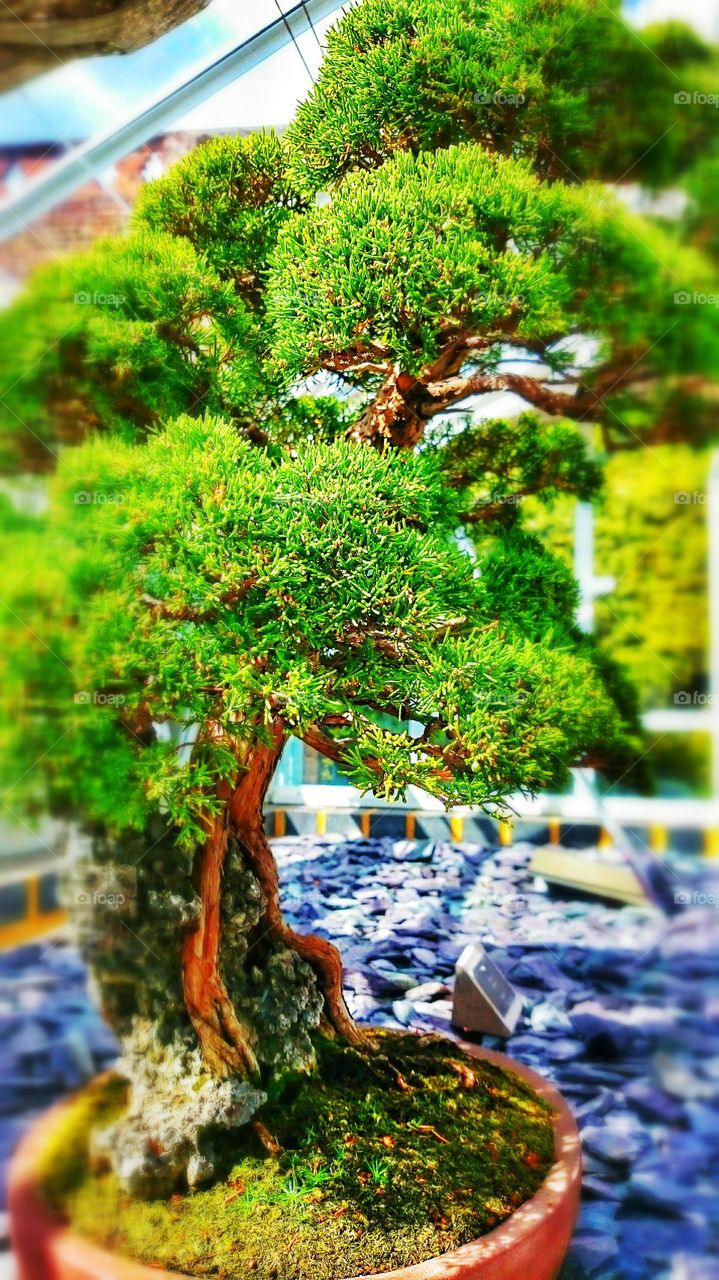 bonsai tree. japanese plants 