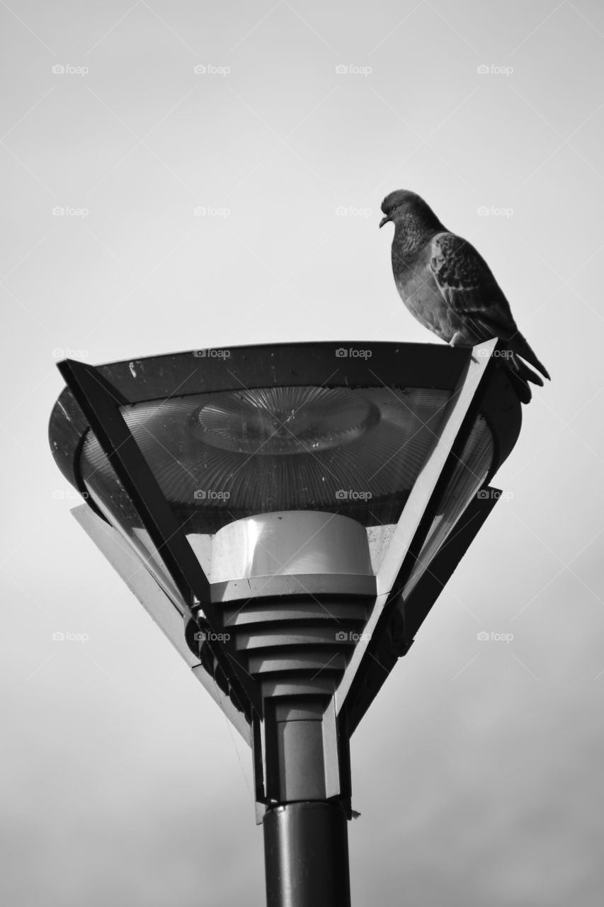 a piggeon on the lamppost