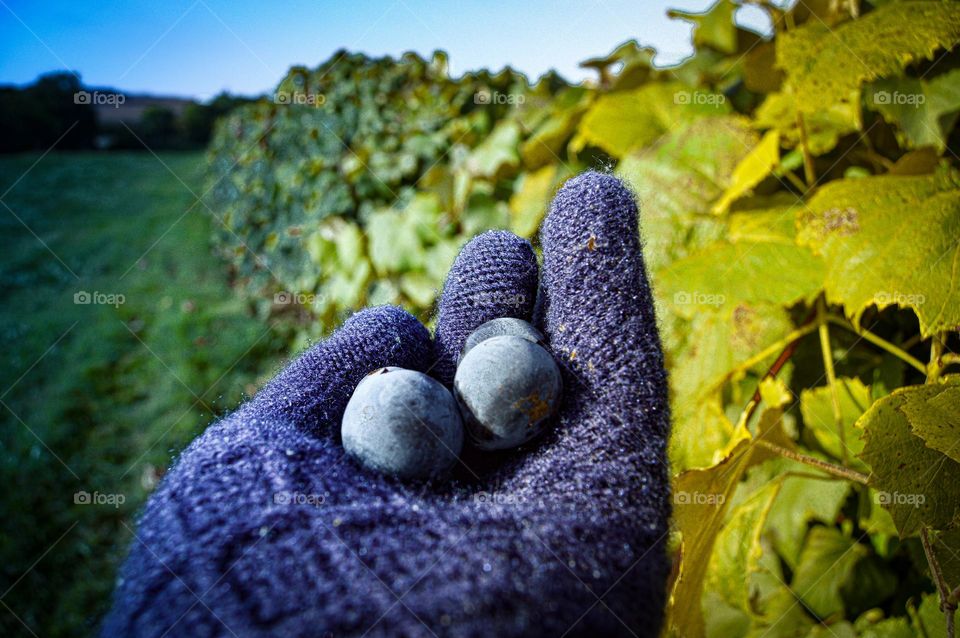 Concord grapes in hand the size of marbles at Massbach Ridge Winery; Jo Daviess County Illinois