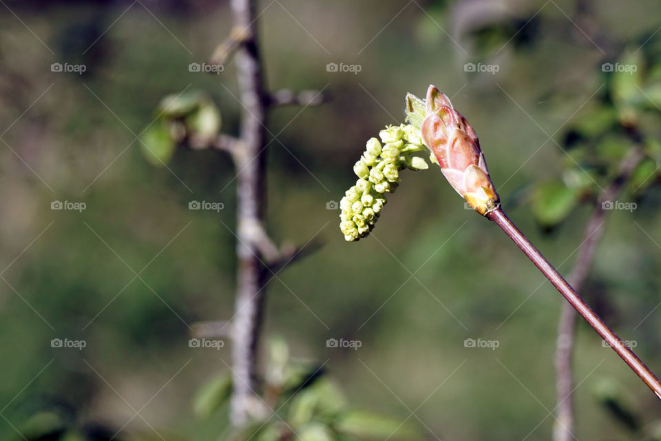 Budding tree in the spring.