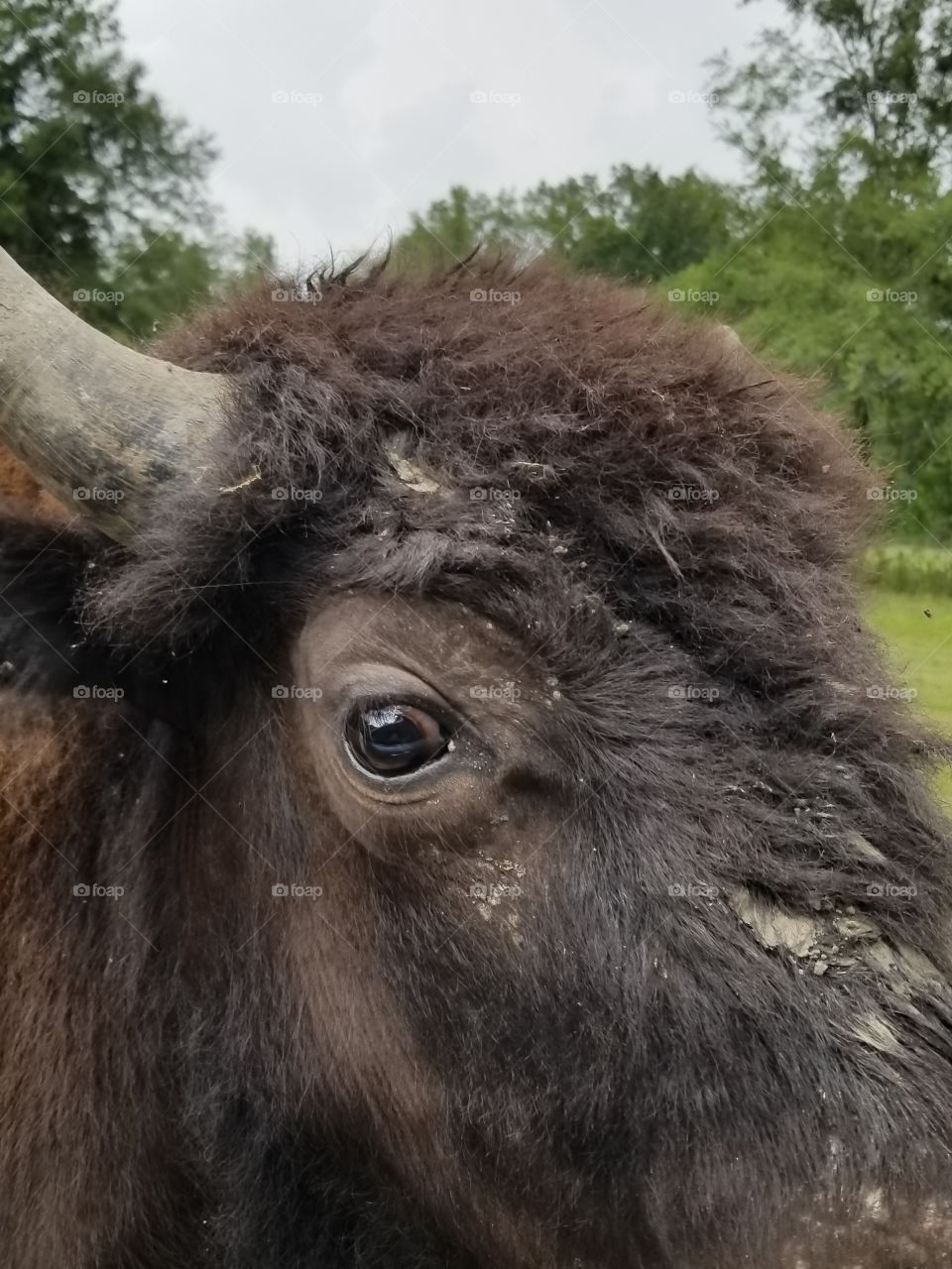 Up close to a bison!