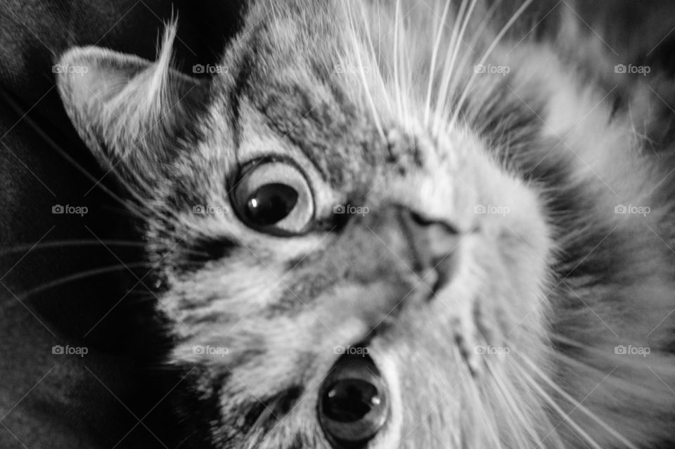 A female cat named Meadow . A very friendly  female cat named Meadow being cute. 