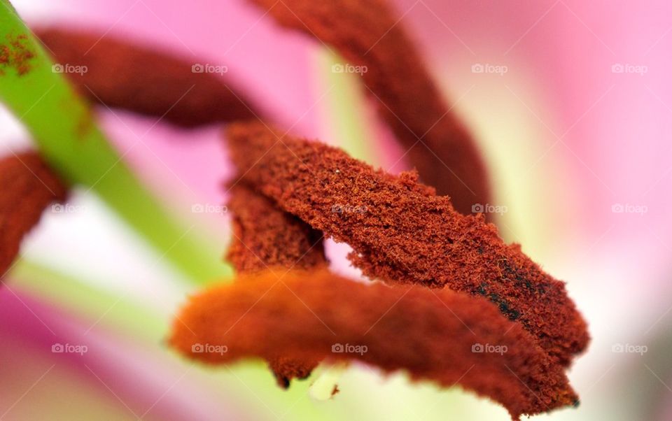 Flower pollen close up