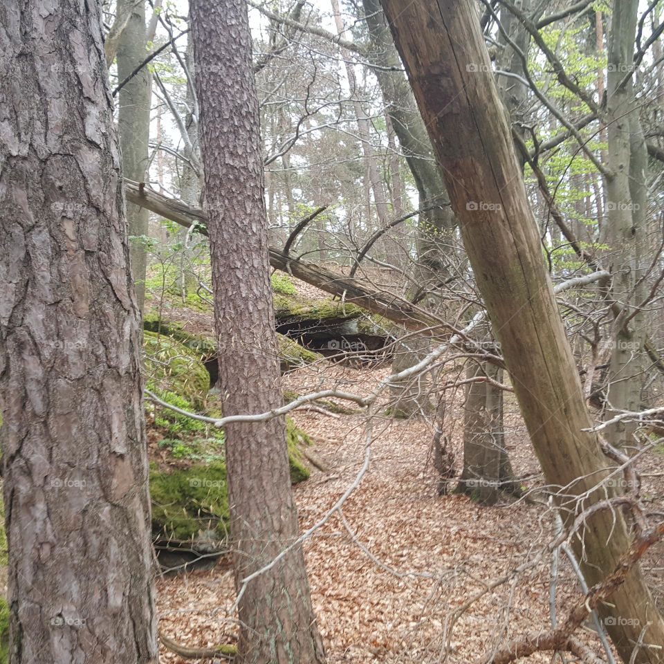 Felsen im Wald 8